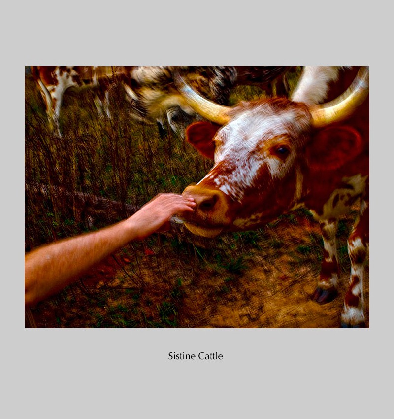sistine_cattle_4084